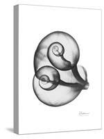Water Snail Shell Gray-Albert Koetsier-Stretched Canvas