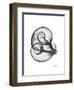 Water Snail Shell Gray-Albert Koetsier-Framed Art Print