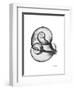 Water Snail Shell Gray-Albert Koetsier-Framed Art Print