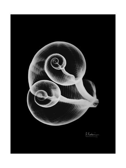 'Water Snail Shell Xray' Premium Giclee Print - Albert Koetsier ...