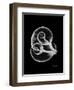 Water Snail Shell Xray-Albert Koetsier-Framed Art Print