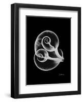 Water Snail Shell Xray-Albert Koetsier-Framed Art Print