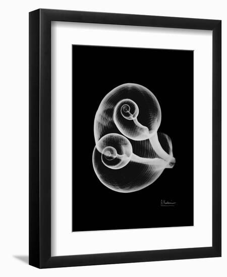 Water Snail Shell Xray-Albert Koetsier-Framed Art Print