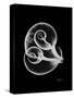 Water Snail Shell Xray-Albert Koetsier-Stretched Canvas