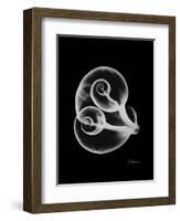 Water Snail Shell Xray-Albert Koetsier-Framed Premium Giclee Print