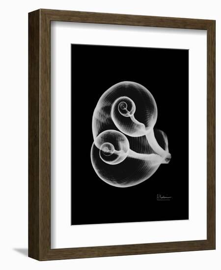 Water Snail Shell Xray-Albert Koetsier-Framed Premium Giclee Print