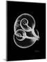 Water Snail Shell Xray-Albert Koetsier-Mounted Premium Giclee Print