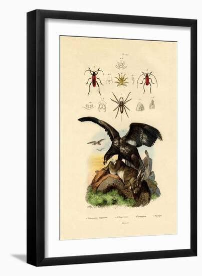 Water Spider, 1833-39-null-Framed Giclee Print