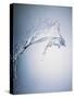 Water Splash-Taro Yamada-Stretched Canvas