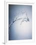 Water Splash-Taro Yamada-Framed Photographic Print