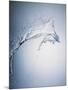 Water Splash-Taro Yamada-Mounted Photographic Print