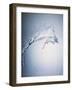 Water Splash-Taro Yamada-Framed Photographic Print