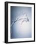 Water Splash-Taro Yamada-Framed Photographic Print