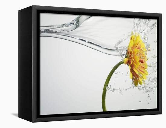 Water Splashing Daisy-Biwa-Framed Stretched Canvas