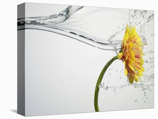 Water Splashing Daisy-Biwa-Stretched Canvas