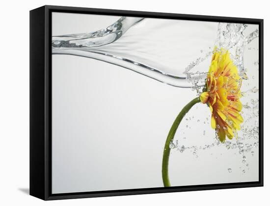 Water Splashing Daisy-Biwa-Framed Stretched Canvas