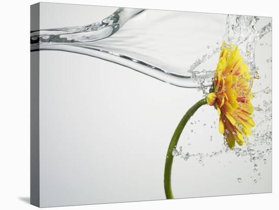 Water Splashing Daisy-Biwa-Stretched Canvas