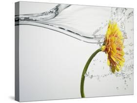 Water Splashing Daisy-Biwa-Stretched Canvas