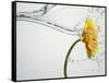 Water Splashing Daisy-Biwa-Framed Stretched Canvas