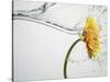 Water Splashing Daisy-Biwa-Stretched Canvas