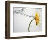 Water Splashing Daisy-Biwa-Framed Photographic Print