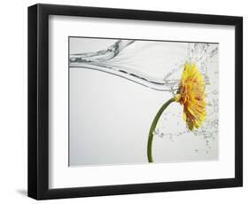 Water Splashing Daisy-Biwa-Framed Photographic Print