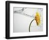 Water Splashing Daisy-Biwa-Framed Photographic Print