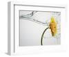 Water Splashing Daisy-Biwa-Framed Photographic Print