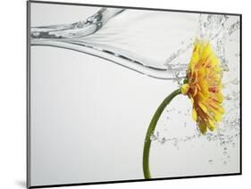 Water Splashing Daisy-Biwa-Mounted Photographic Print