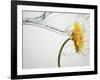 Water Splashing Daisy-Biwa-Framed Photographic Print