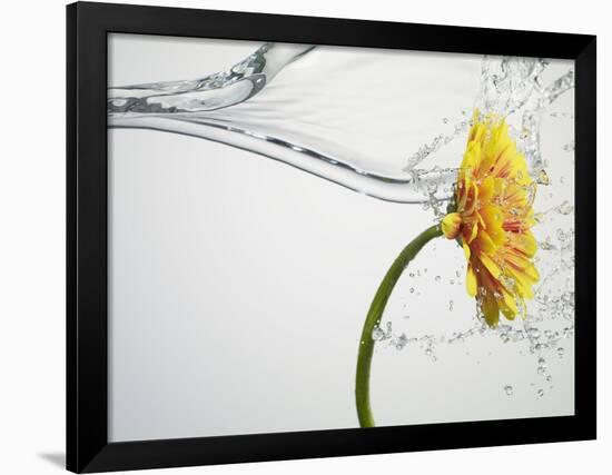 Water Splashing Daisy-Biwa-Framed Photographic Print