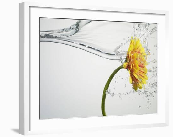 Water Splashing Daisy-Biwa-Framed Photographic Print