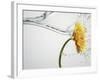 Water Splashing Daisy-Biwa-Framed Photographic Print