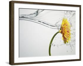 Water Splashing Daisy-Biwa-Framed Photographic Print