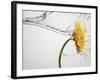 Water Splashing Daisy-Biwa-Framed Photographic Print