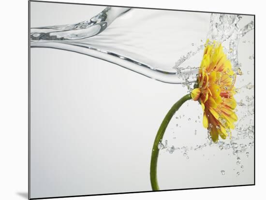 Water Splashing Daisy-Biwa-Mounted Photographic Print