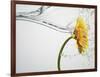 Water Splashing Daisy-Biwa-Framed Photographic Print