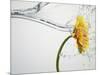 Water Splashing Daisy-Biwa-Mounted Photographic Print