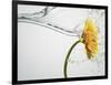 Water Splashing Daisy-Biwa-Framed Photographic Print