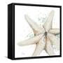 Water Starfish-Patricia Pinto-Framed Stretched Canvas