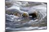 Water Swirling Over Rocks-Anthony Paladino-Mounted Giclee Print