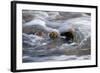 Water Swirling Over Rocks-Anthony Paladino-Framed Giclee Print