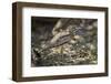Water thickknee (water dikkop) (Burhinus vermiculatus), Selous Game Reserve, Tanzania, East Africa,-James Hager-Framed Photographic Print