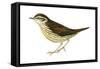 Water Thrush (Seiurus Noveboracensis), Birds-Encyclopaedia Britannica-Framed Stretched Canvas