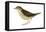 Water Thrush (Seiurus Noveboracensis), Birds-Encyclopaedia Britannica-Framed Stretched Canvas