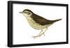 Water Thrush (Seiurus Noveboracensis), Birds-Encyclopaedia Britannica-Framed Poster