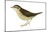 Water Thrush (Seiurus Noveboracensis), Birds-Encyclopaedia Britannica-Mounted Poster