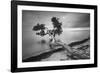 Water Tree 10 BW-Moises Levy-Framed Photographic Print