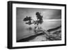 Water Tree 10 BW-Moises Levy-Framed Photographic Print