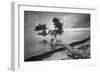 Water Tree 10 BW-Moises Levy-Framed Photographic Print